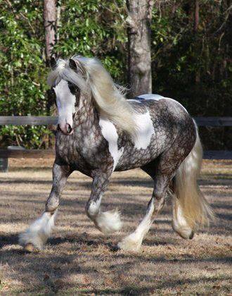 Gypsy Horses